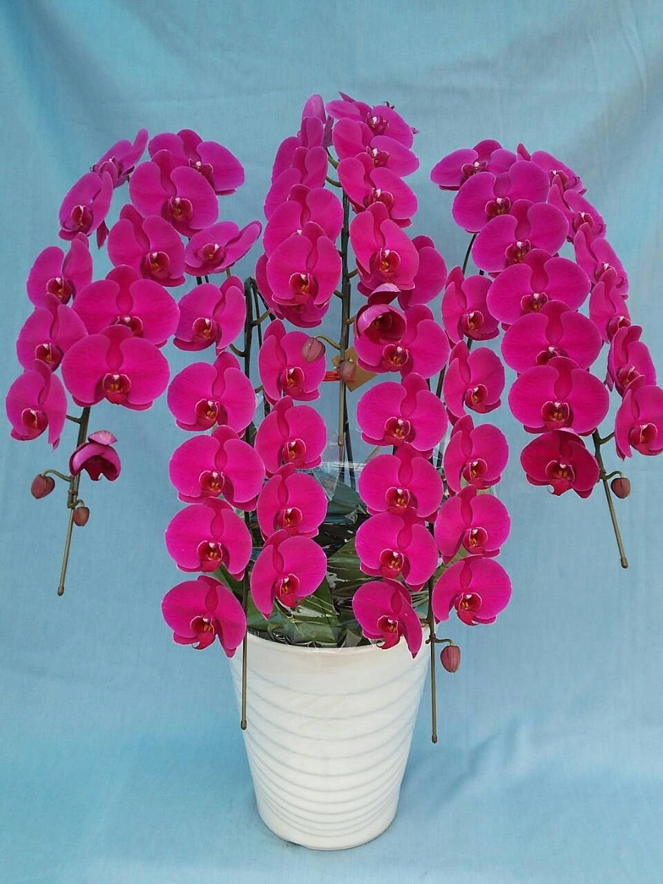 胡蝶蘭(大辣椒) 大輪 赤 5本立 60輪以上 ラッピング付/立札選択
