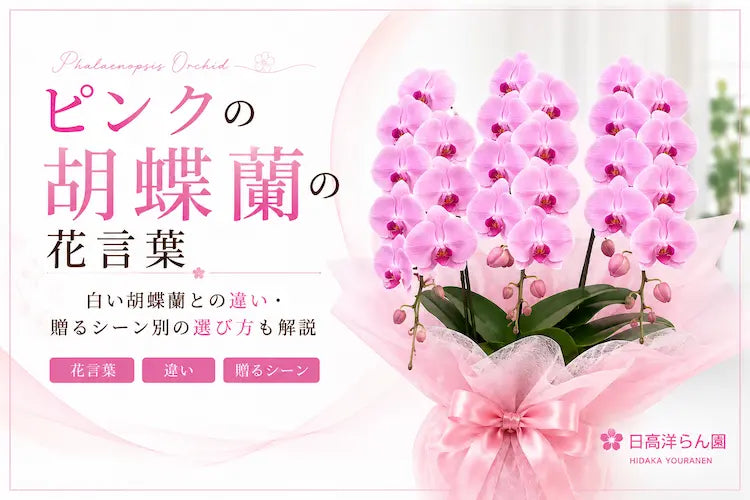 ピンクの胡蝶蘭の花言葉｜白い胡蝶蘭との違い・贈るシーン別の選び方も解説