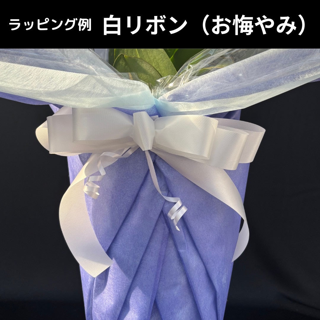 胡蝶蘭(V3) 大輪 白 3本立 27輪以上 ラッピング付／立札選択