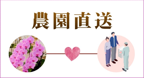 胡蝶蘭は農園直送